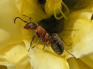Ant in flower, by Jens Buurgaard Nielsen, CCL 3.0 GNU wikimedia commons
