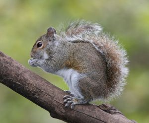 Grey Squirrel, by BirdPhotos.com [CC-BY-3.0 (http://cc.org/licenses/by/3.0)]
