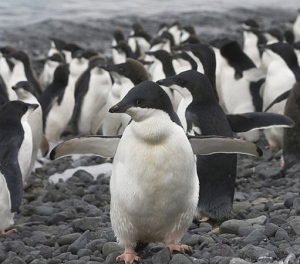 Flock of penguins, by: Polar Cruises (Flickr:) [CC-BY-2.0 (http://cc.org/licenses/by/2.0)]